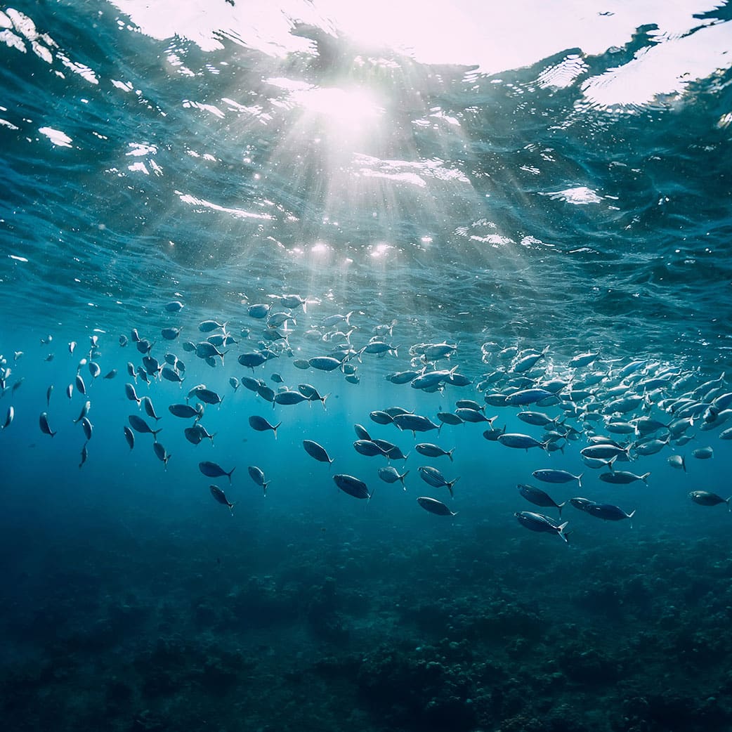 🌊 Neptune Is Watching: Why Ocean Protection Is Our Sacred Duty